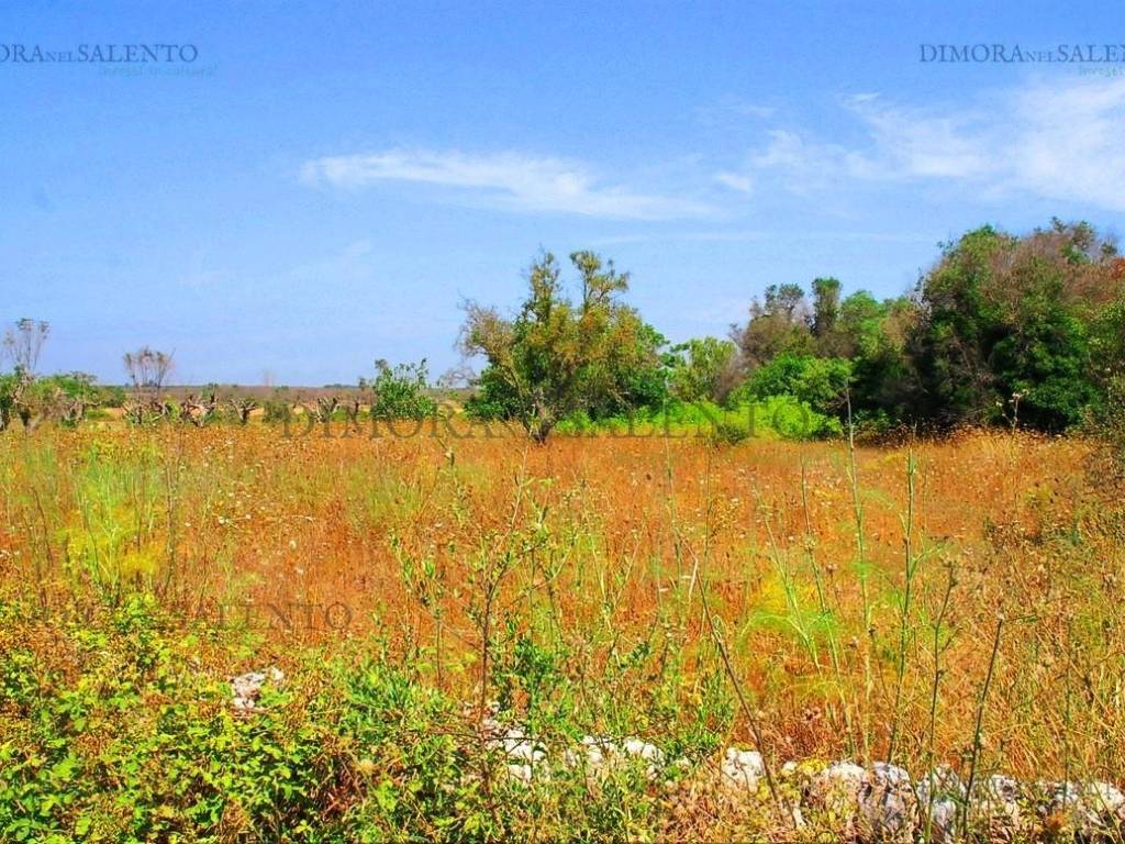 Terreno a Presicce-acquarica in CONTRADA VIA CELLE - Foto 4