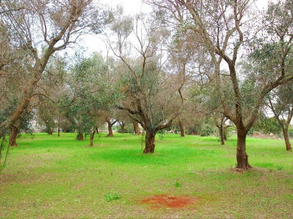 Terreno a Salve in SP339 - Foto 4