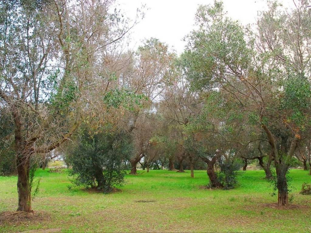 Terreno a Salve in SP339 - Foto 5