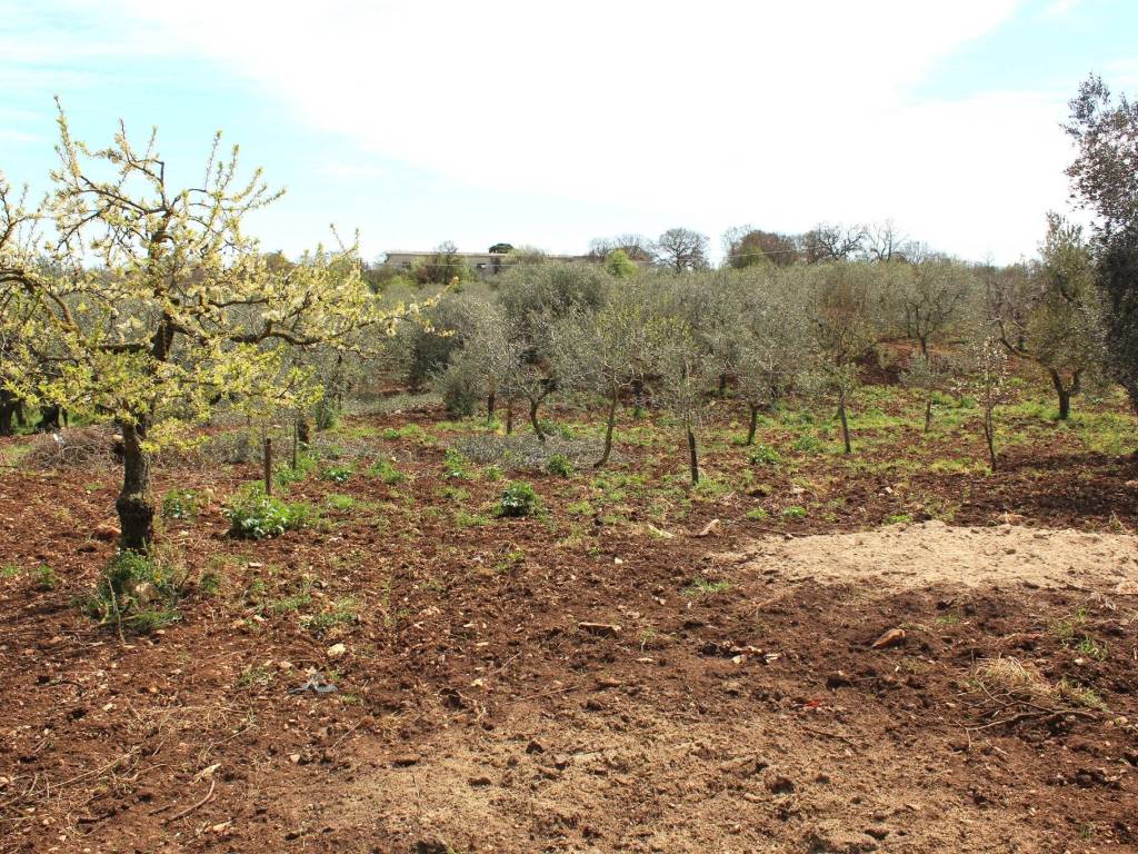 Terreno a Santeramo in colle - Foto 2