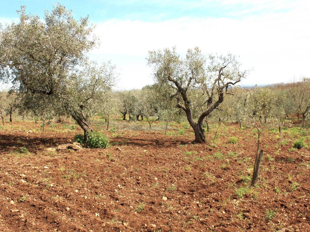 Terreno a Santeramo in colle - Foto 3