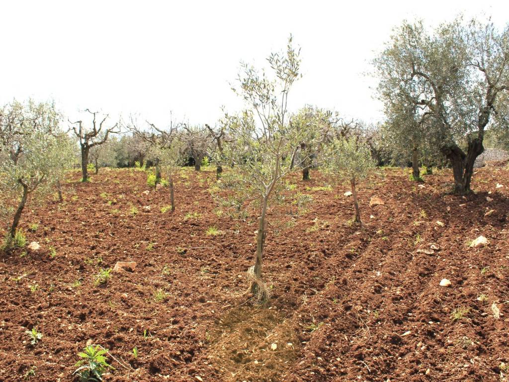 Terreno a Santeramo in colle - Foto 4