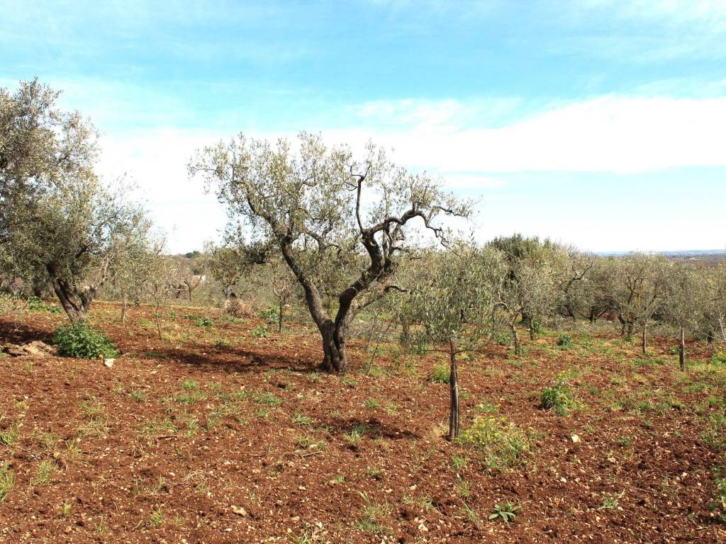 Terreno a Santeramo in colle - Foto 5