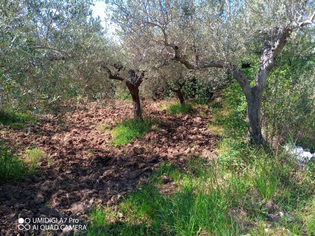 Terreno a Mozzagrogna in Rosciavizza - Foto 4