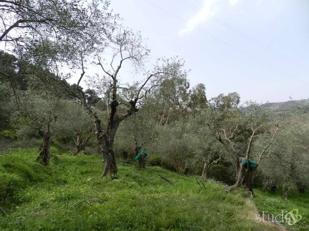 Rustico / casale a Perinaldo in Località Massabò - Foto 5