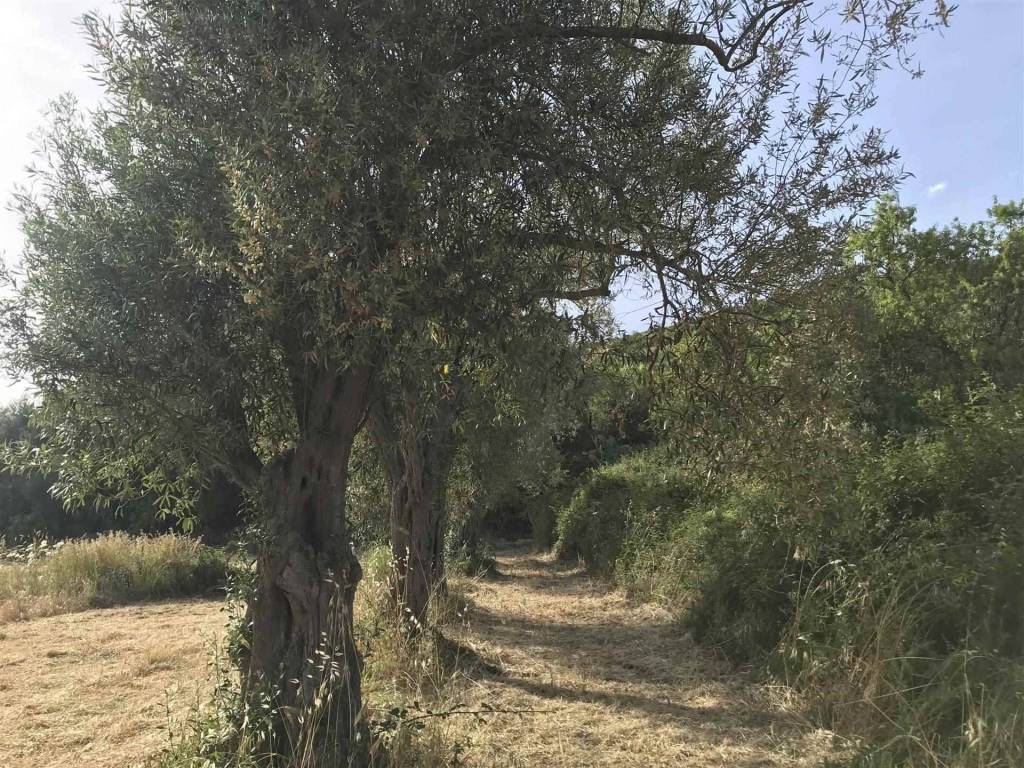 Terreno a Carlentini in C.DA CUPPODIA - Foto 3