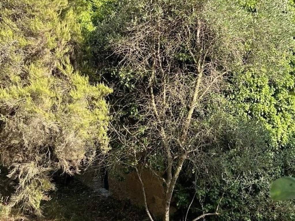 Terreno a Camaiore in Via delle Capanne - Foto 2