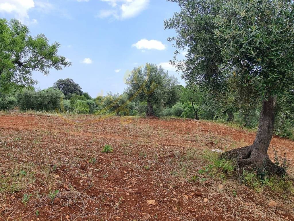 Rustico / casale a Monopoli in Contrada Ciporelli - Foto 2