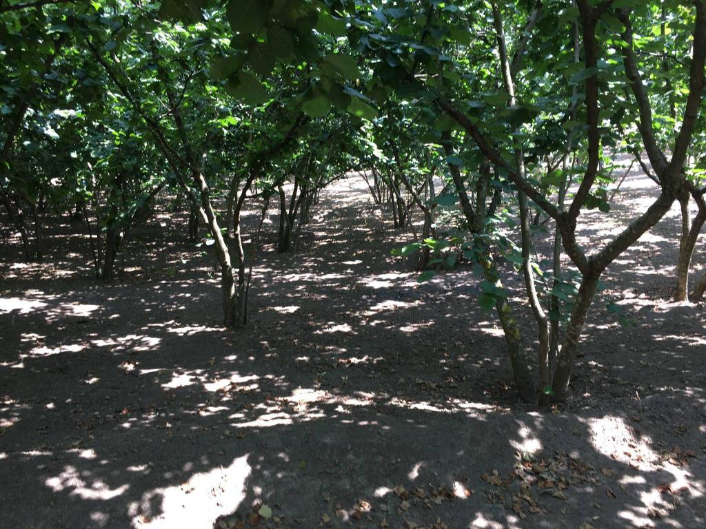 Terreno a Avellino in Via San Salvatore - Foto 5