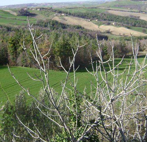 Rustico / casale a Loro piceno - Foto 5