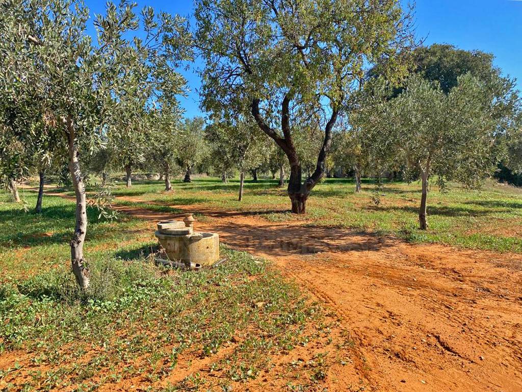 Rustico / casale a Castelvetrano in Strada Statale Sud Occidentale Sicula - Foto 2