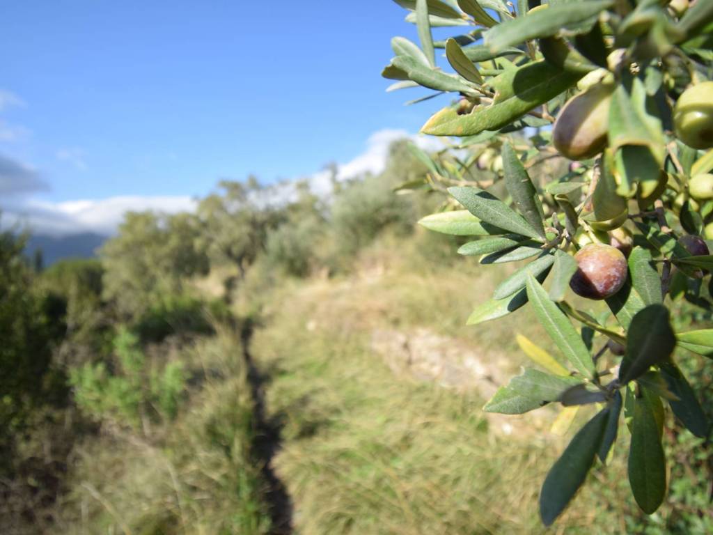Terreno a Cervo in Strada Morene - Foto 3