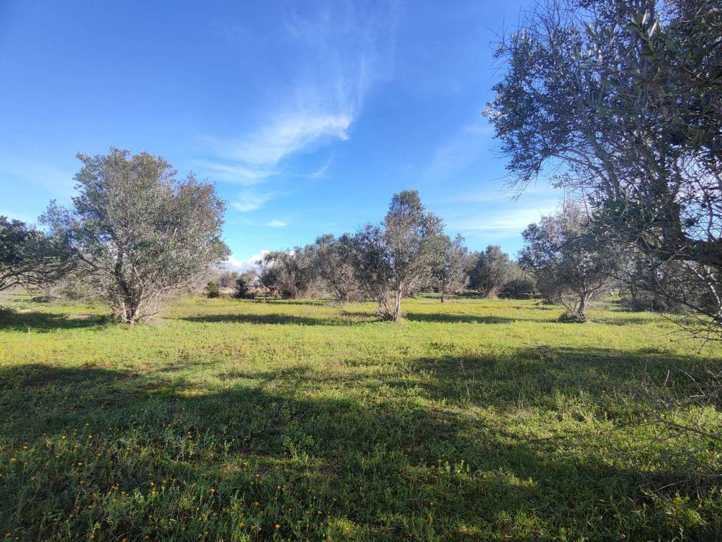 Rustico / casale a Galatone in Contrada Bascetta - Foto 5