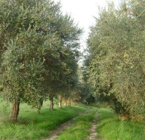 Rustico / casale a Corridonia - Foto 4
