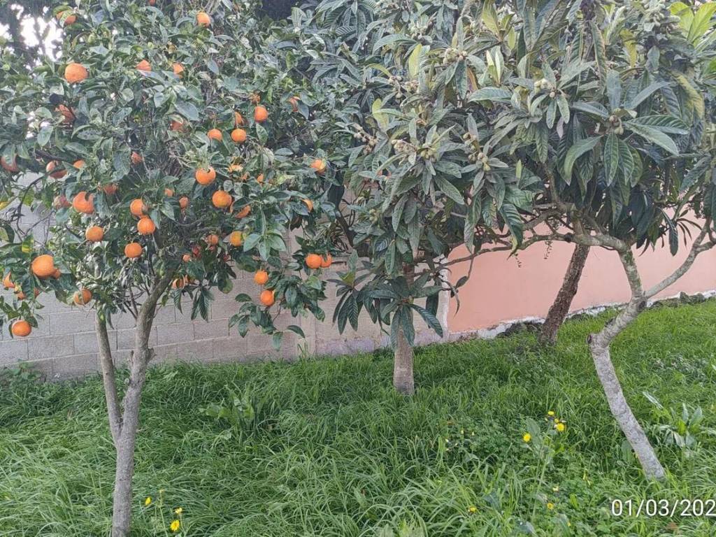 Terreno a Santa giusta in Località S'Ortu S.N.C. - Foto 5