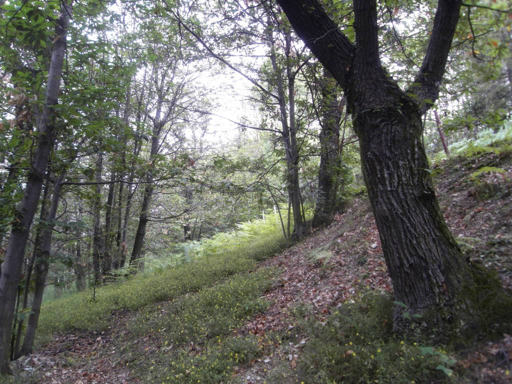 Rustico / casale a Roccaforte mondovì in Regione Bruch - Foto 4
