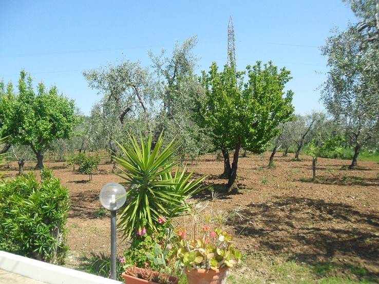 Rustico / casale a Vieste in Contrada Mandrione - Foto 4