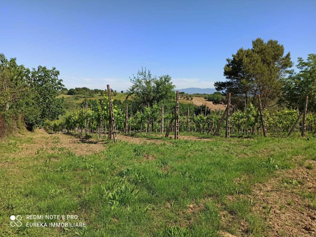Terreno a Castiglione del lago in Strada Provinciale dei Lopi - Foto 2