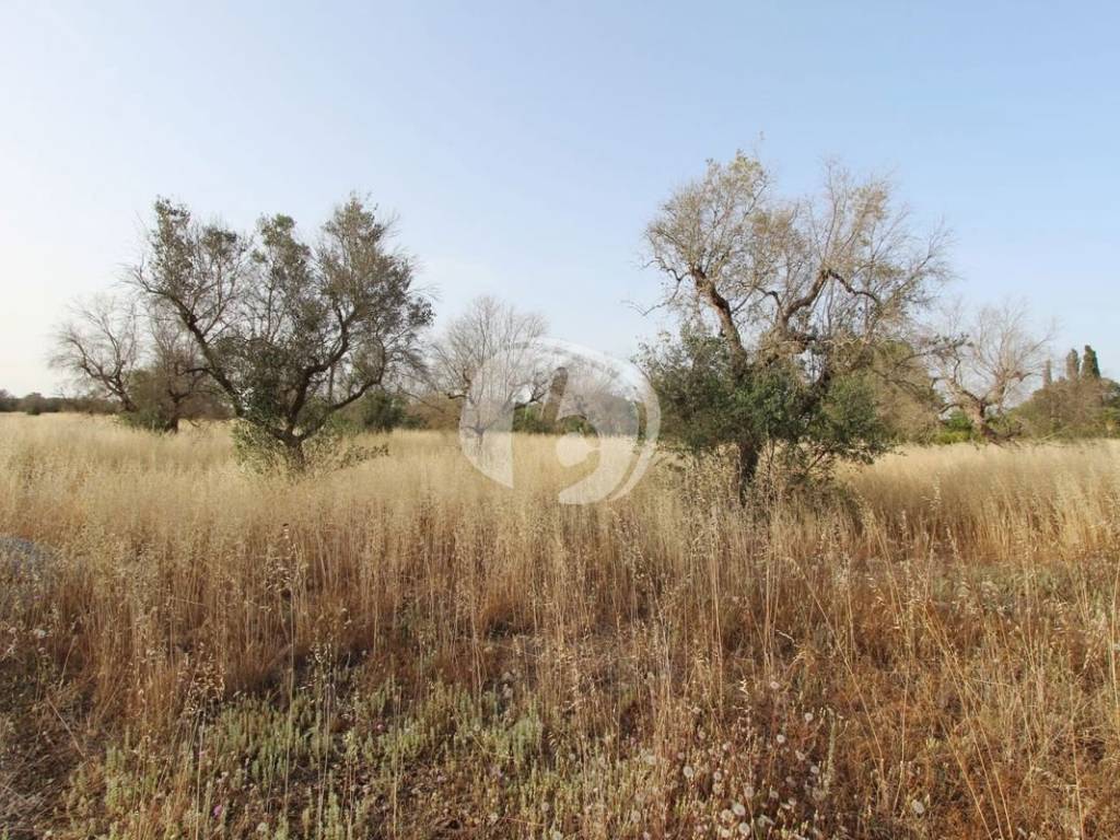 Terreno a Nardò in Strada Arene-Serrazze, 0 - Foto 5