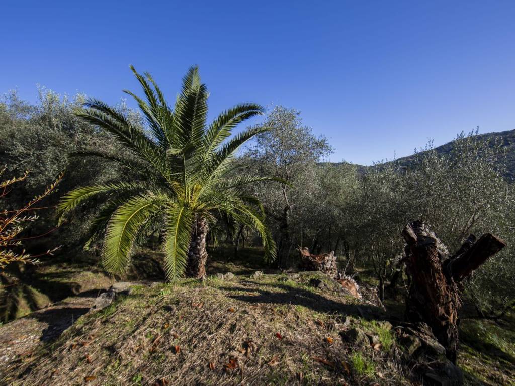 Rustico / casale a Pescia in Via Di Collecchio S.N.C. - Foto 3