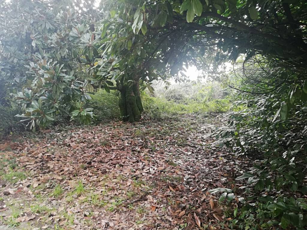 Rustico / casale a Quarrata - Foto 3