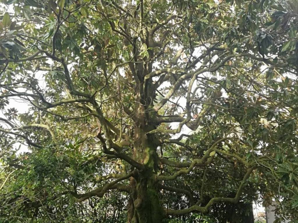 Rustico / casale a Quarrata - Foto 4