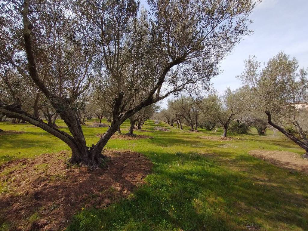 Terreno a Vetralla in Località Dogane - Foto 3