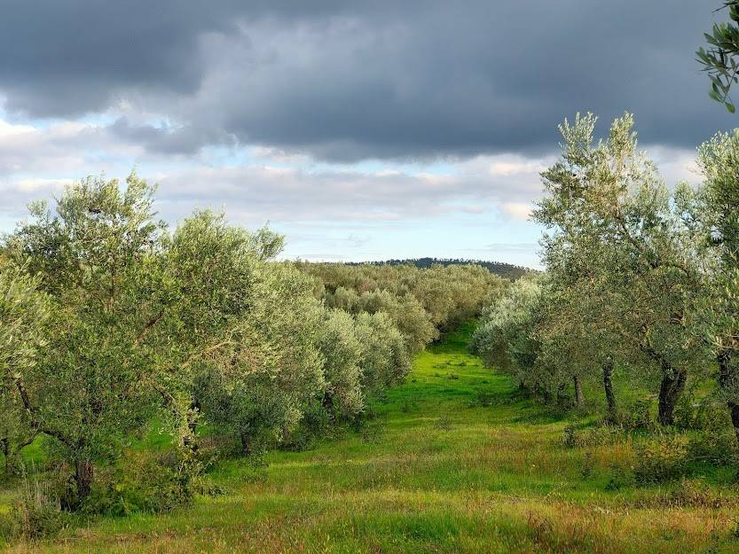 Terreno a Vetralla in Località Dogane - Foto 5