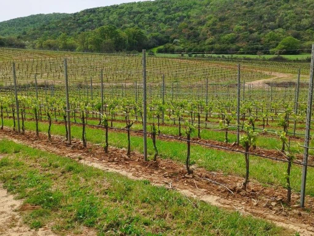 Terreno a Magliano in toscana - Foto 2