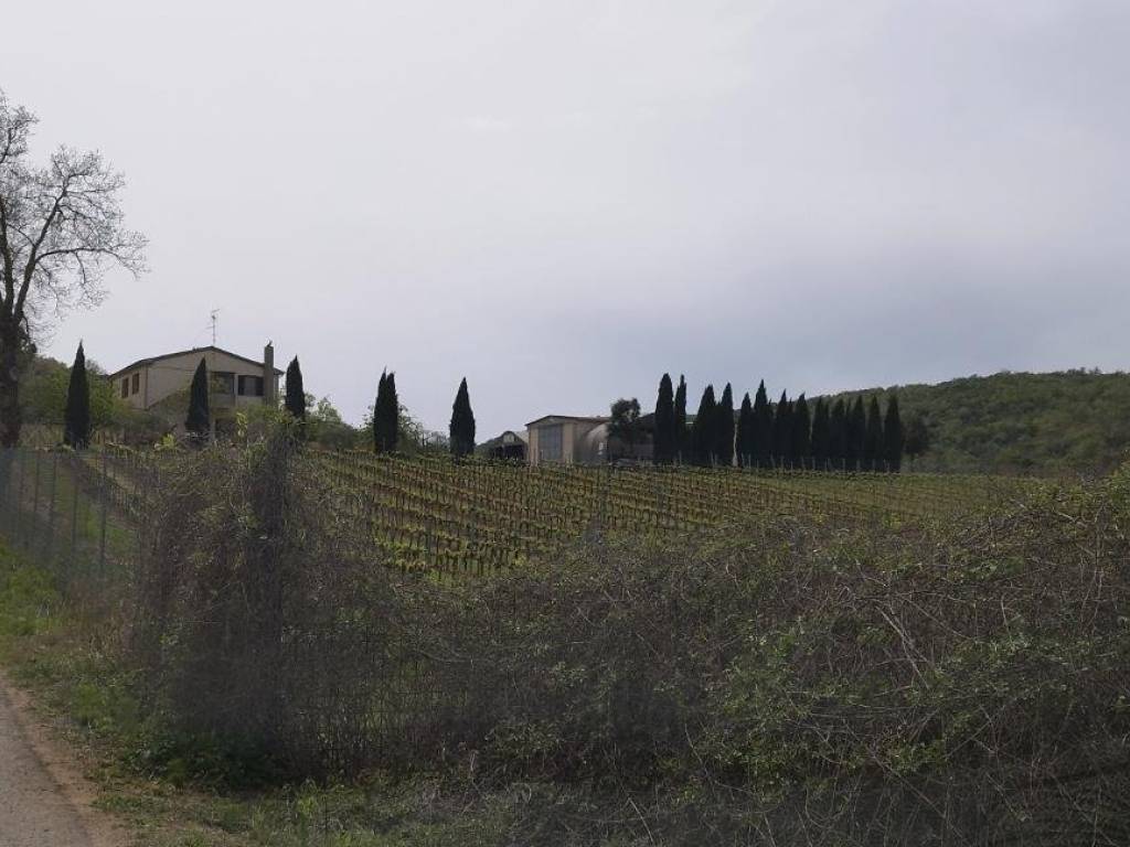 Terreno a Magliano in toscana - Foto 4