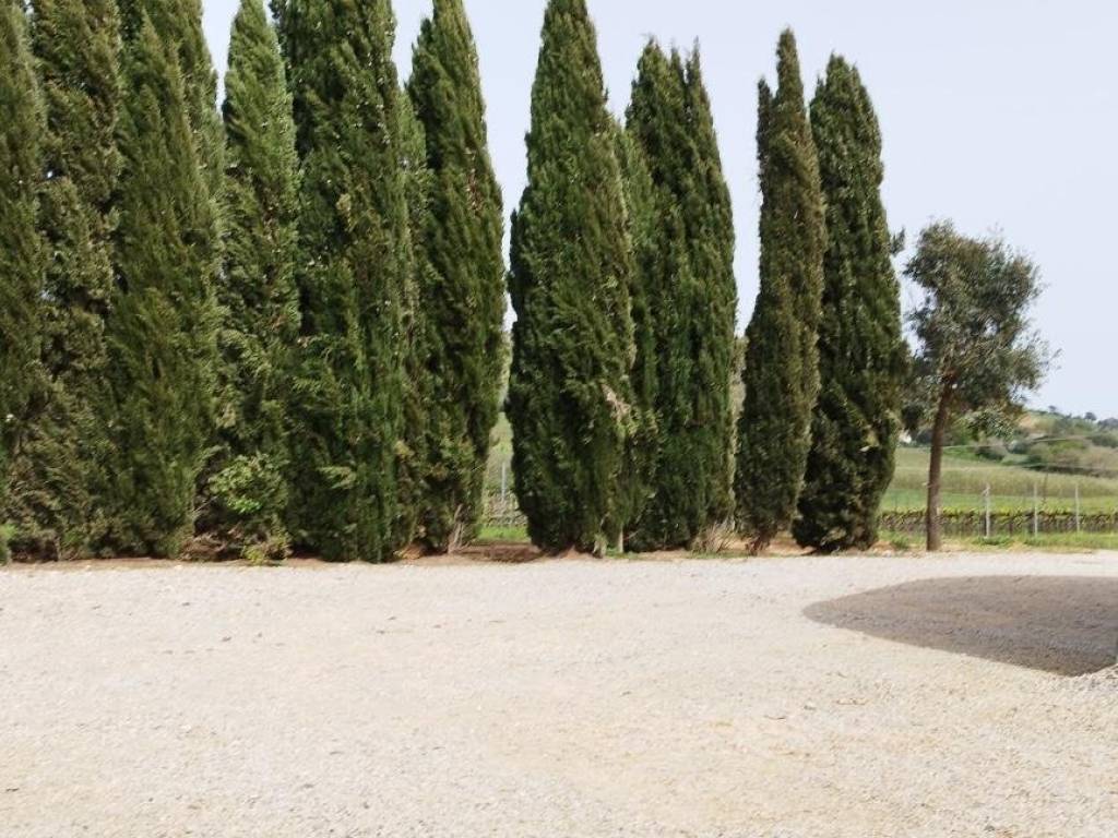 Terreno a Magliano in toscana - Foto 5