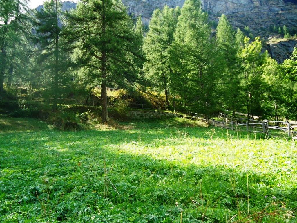 Terreno a Valgrisenche - Foto 3