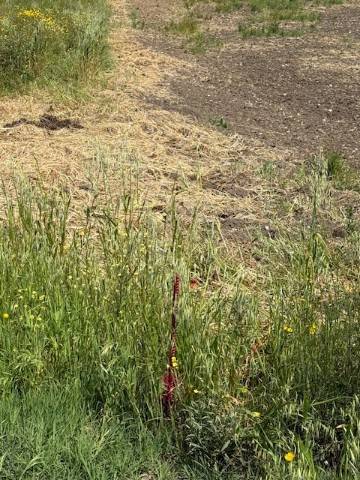 Terreno a Foggia in Contrada Ponte Albanito - Foto 3