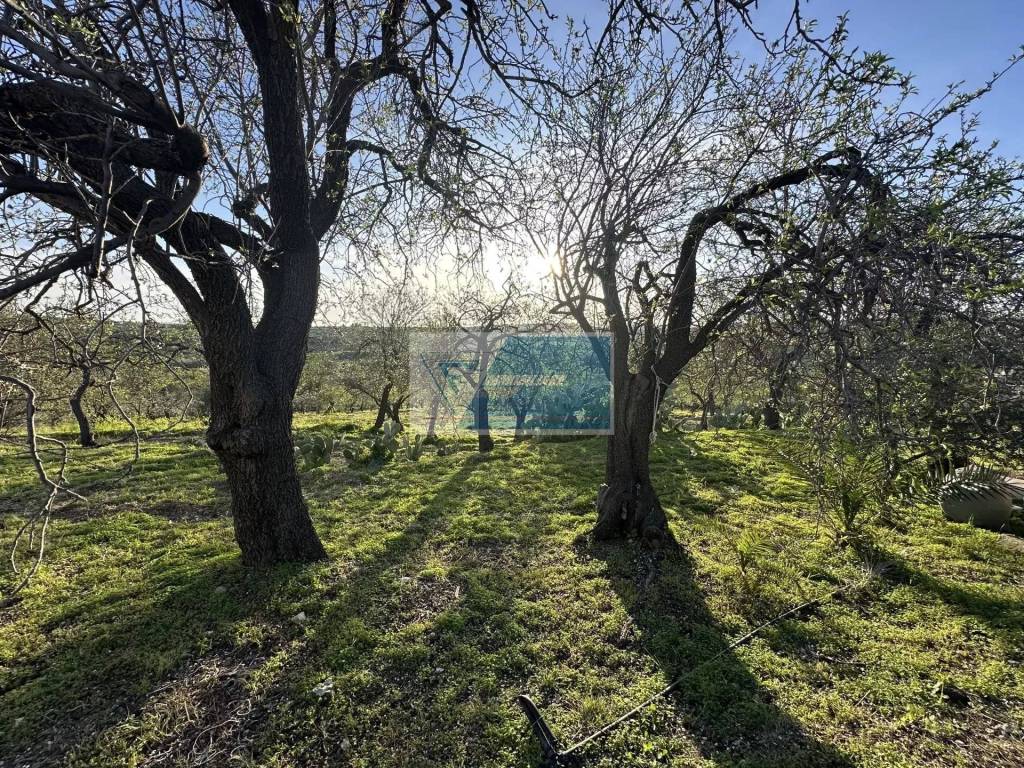 Terreno a Noto - Foto 3