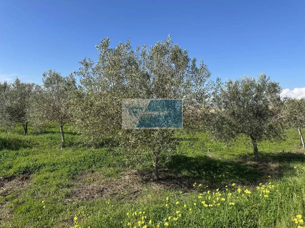 Terreno a Noto - Foto 3