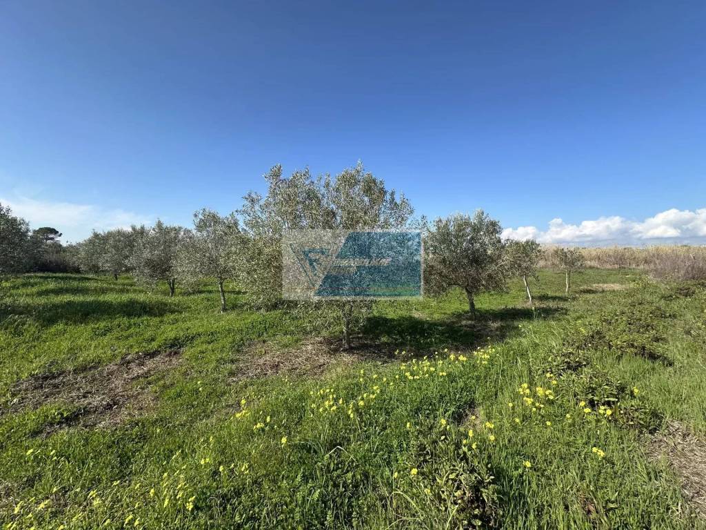 Terreno a Noto - Foto 4