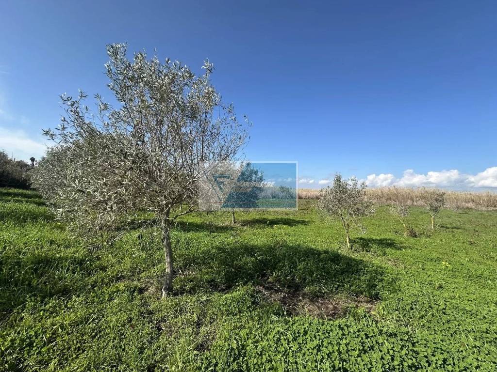 Terreno a Noto - Foto 5