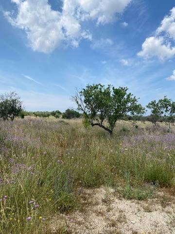 Terreno a Sannicola in CONTRADA CAMASTRA, 1 - Foto 2