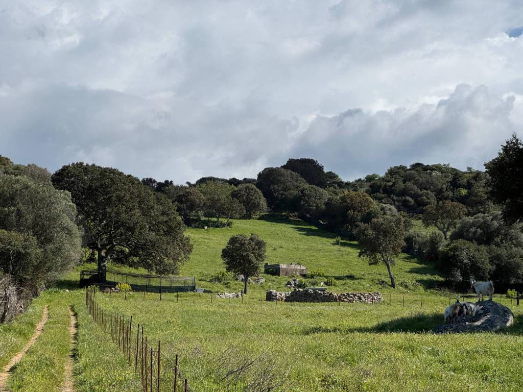 Terreno a Luogosanto - Foto 4