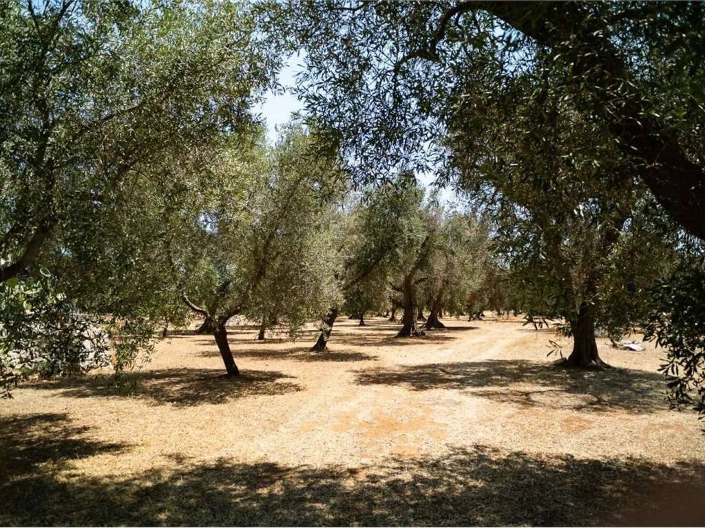 Rustico / casale a San michele salentino - Foto 4