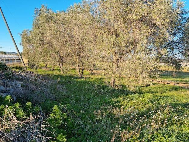 Terreno a Grottaglie - Foto 3