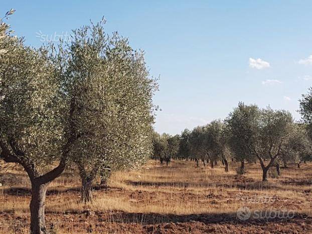 Terreno a Massafra - Foto 3