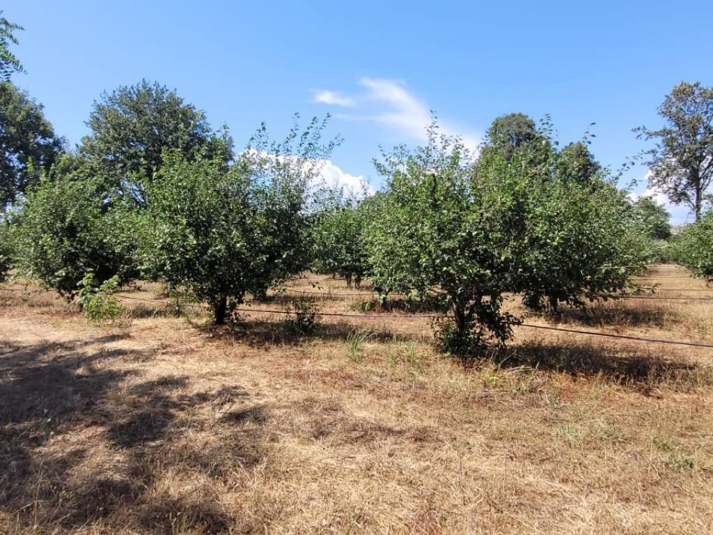 Rustico / casale a Manciano in Strada Provinciale Campigliola - Foto 2