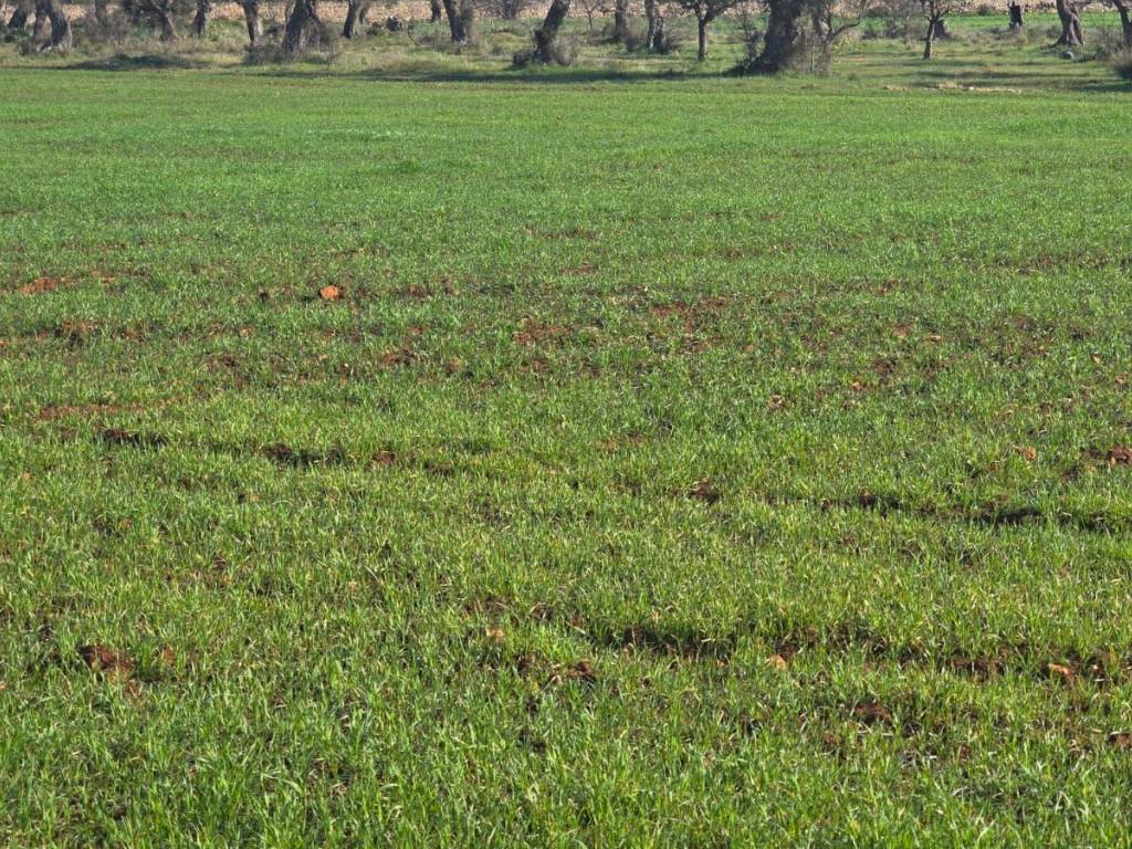 Terreno a Nardò in Strada Provinciale Avetrana Gallipoli - Foto 2