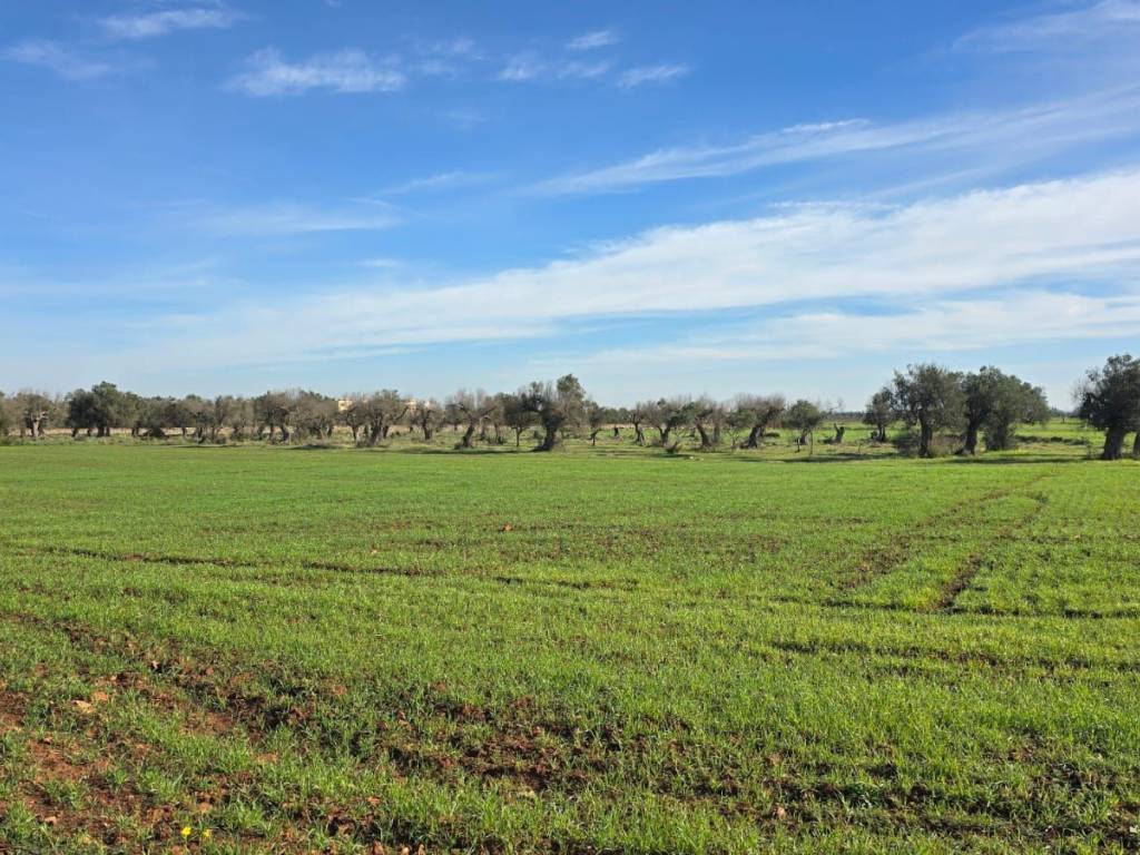 Terreno a Nardò in Strada Provinciale Avetrana Gallipoli - Foto 4