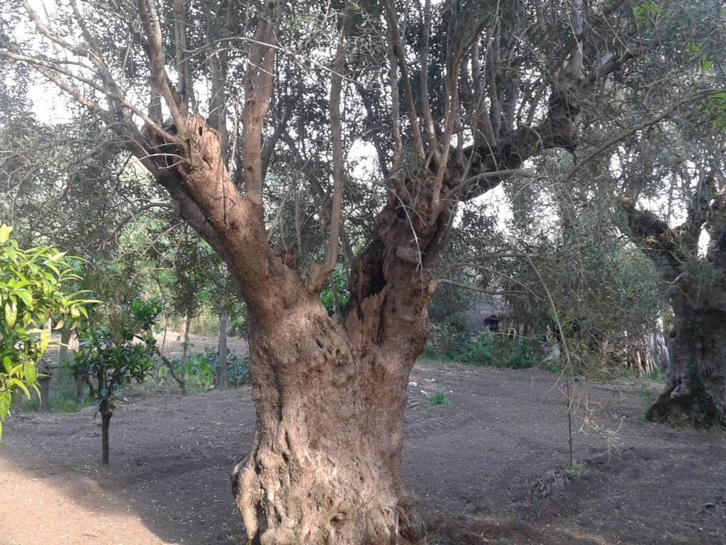 Terreno a Capua in Via Ponte Piazza - Foto 2