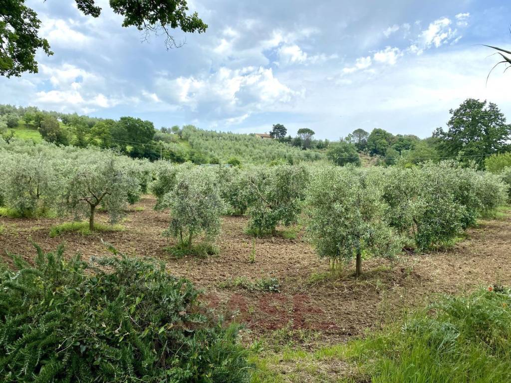Terreno a Bibbona in Via San Rocco - Foto 5