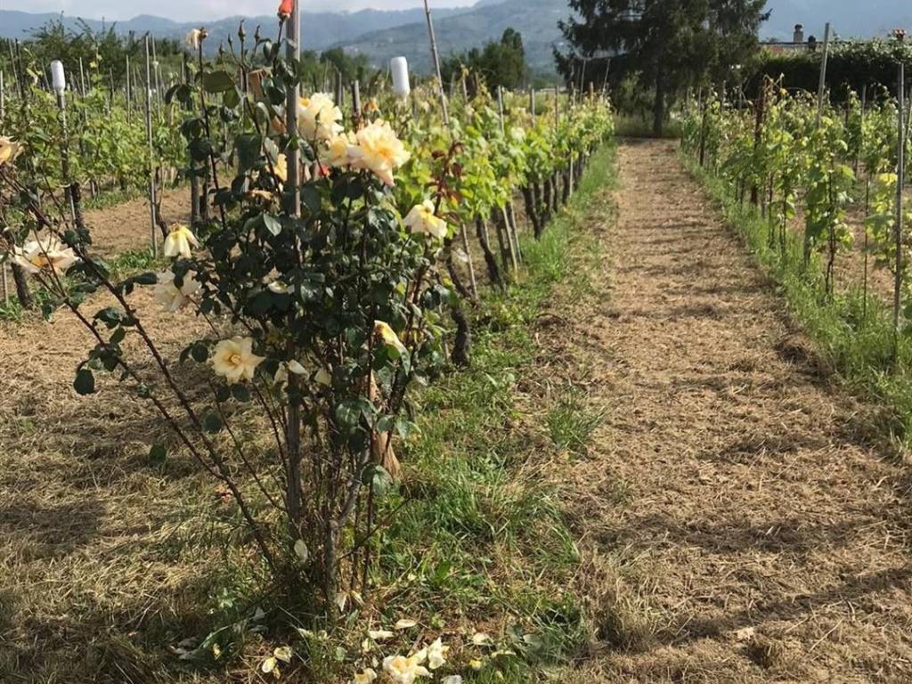 Terreno a Castelnuovo magra in via borgolo - Foto 2
