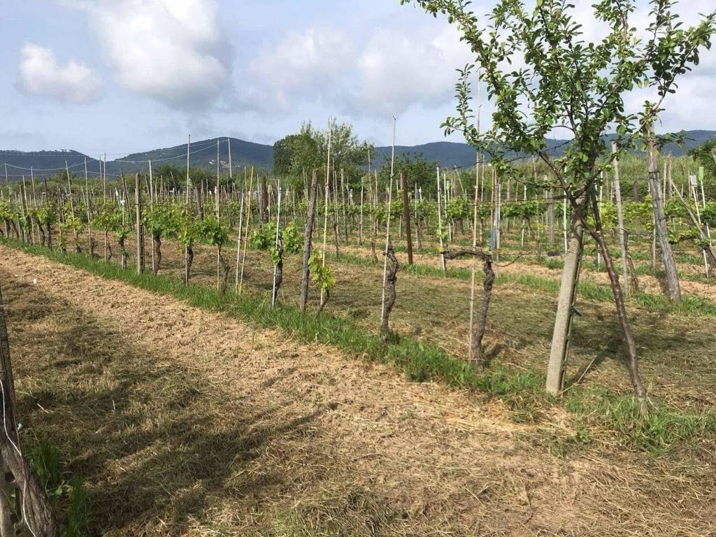 Terreno a Castelnuovo magra in via borgolo - Foto 5