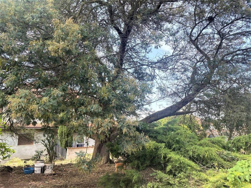 Terreno a Vibo valentia in Contrada Cocari - Foto 2